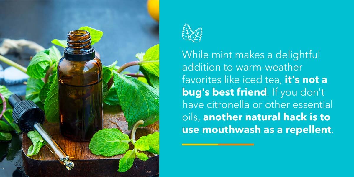 Bugs do not like mint