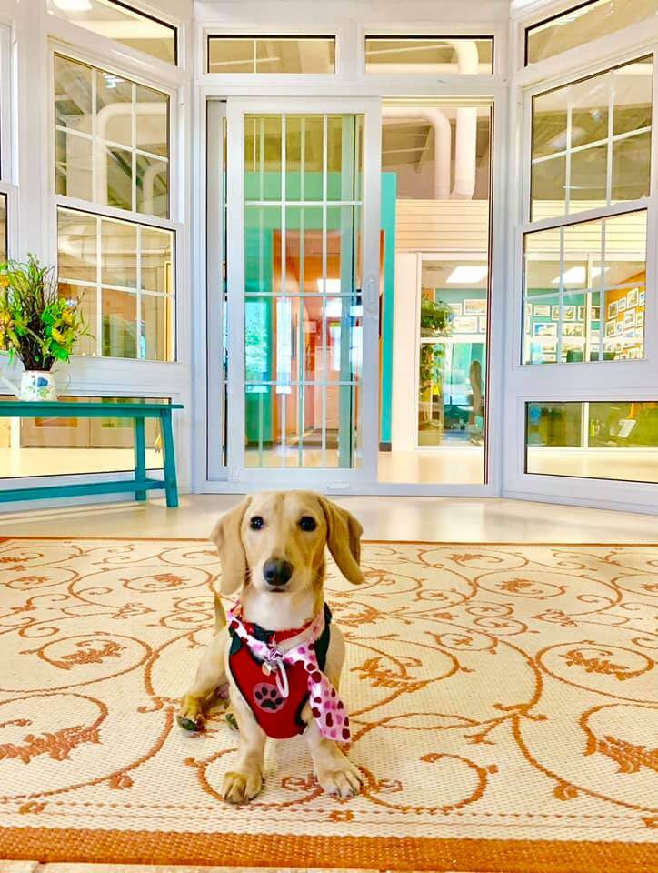 dog in sunroom