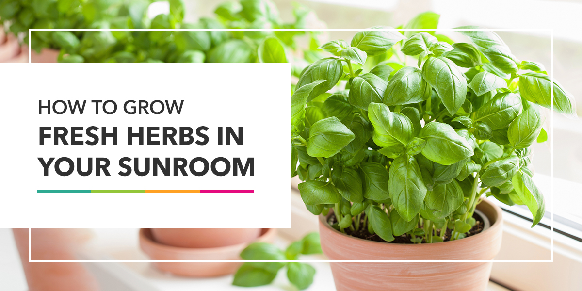 How to Grow Fresh Herbs in Your Sunroom